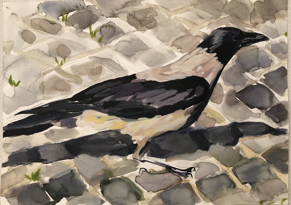 Evan Eisman Hooded Crow, Rome copy.jpeg