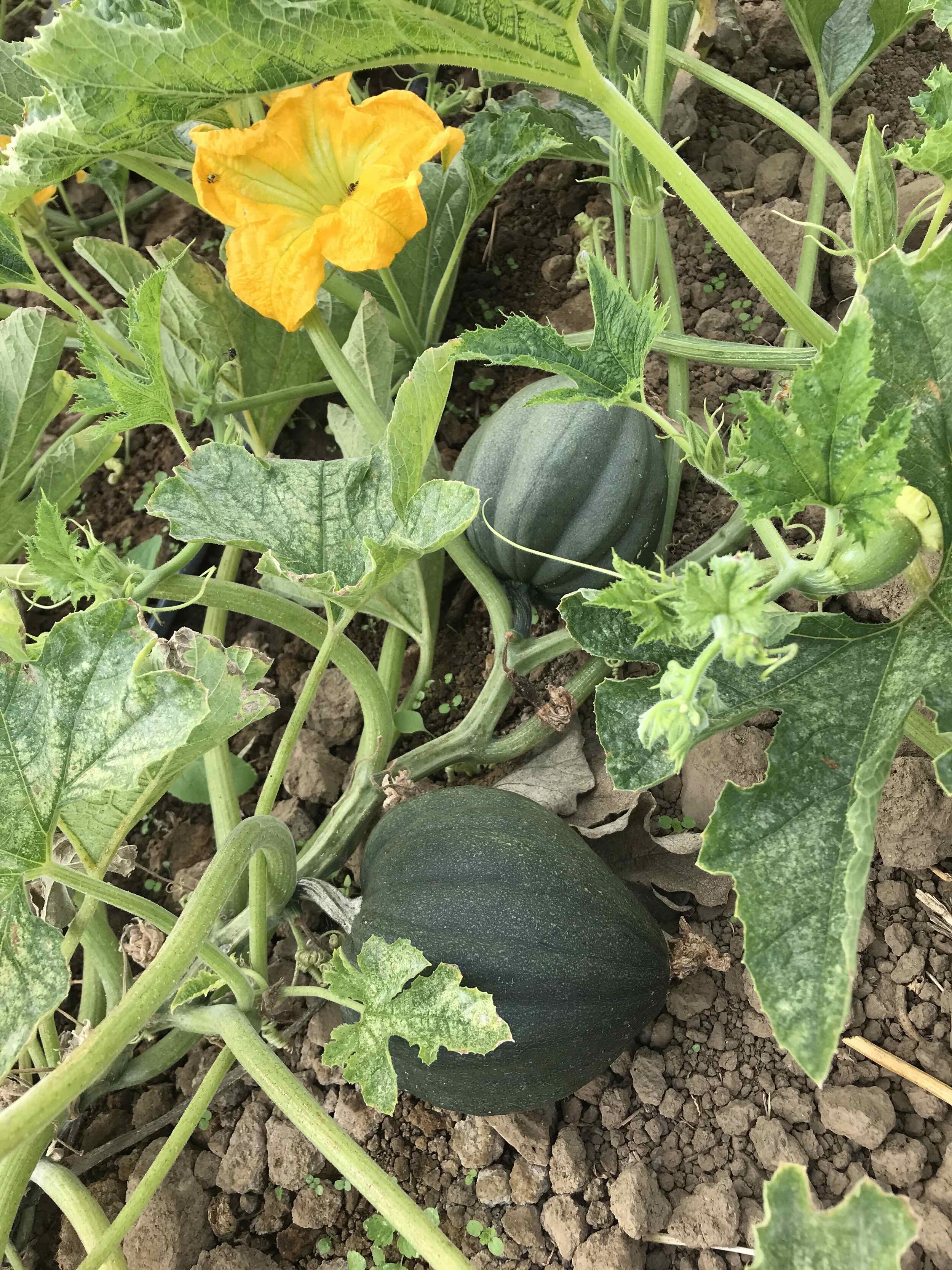 acorn_squash.jpg