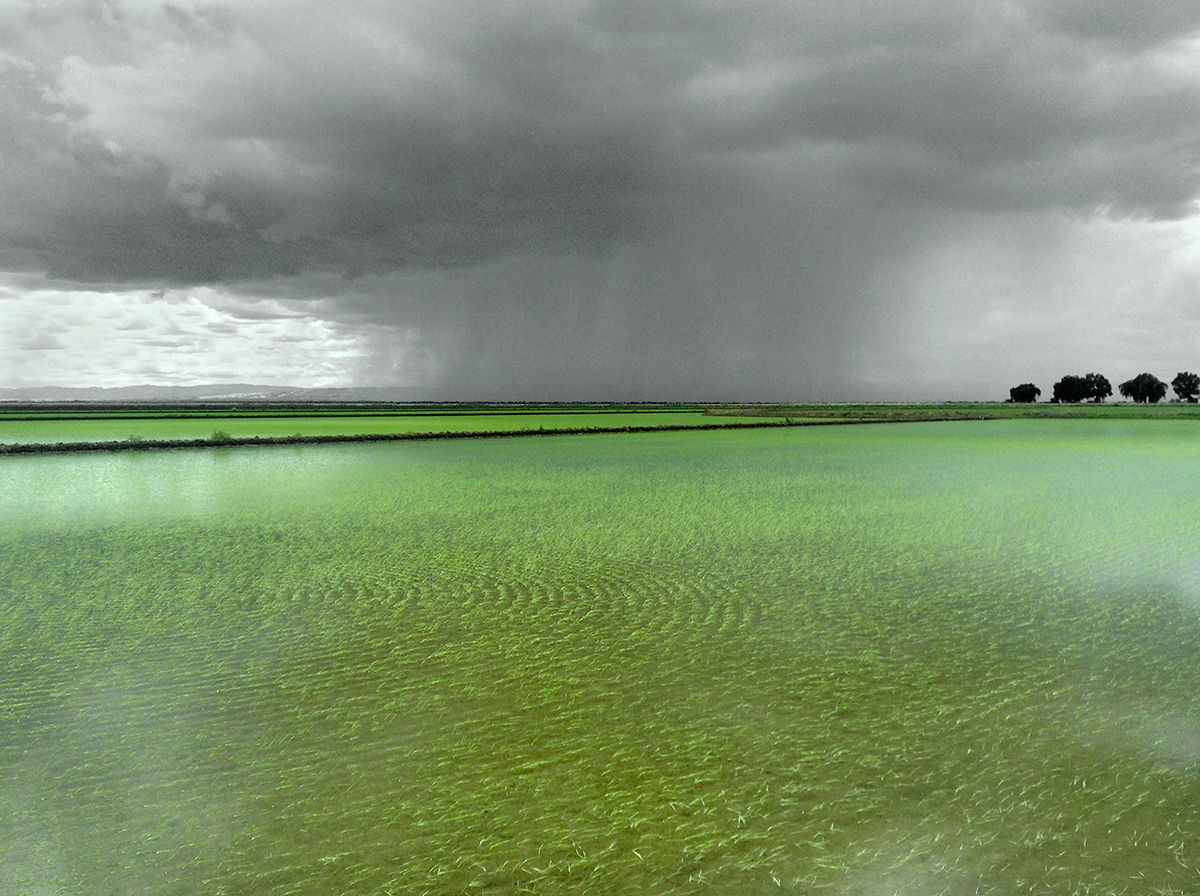 RICE AND RAIN, near Willows