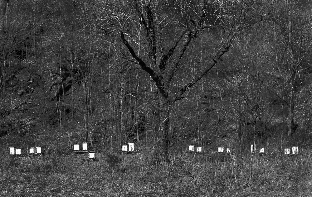 Hives