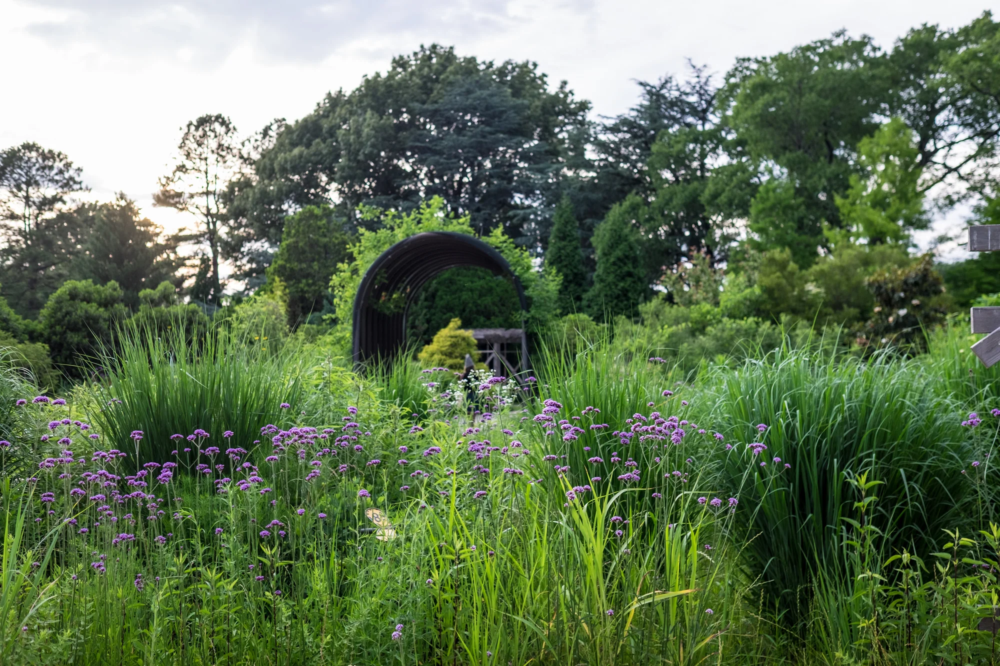 Verbena and grasses