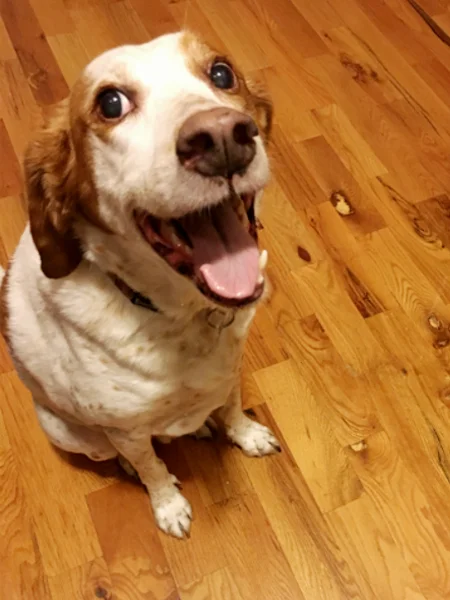 Cooper.jpg
