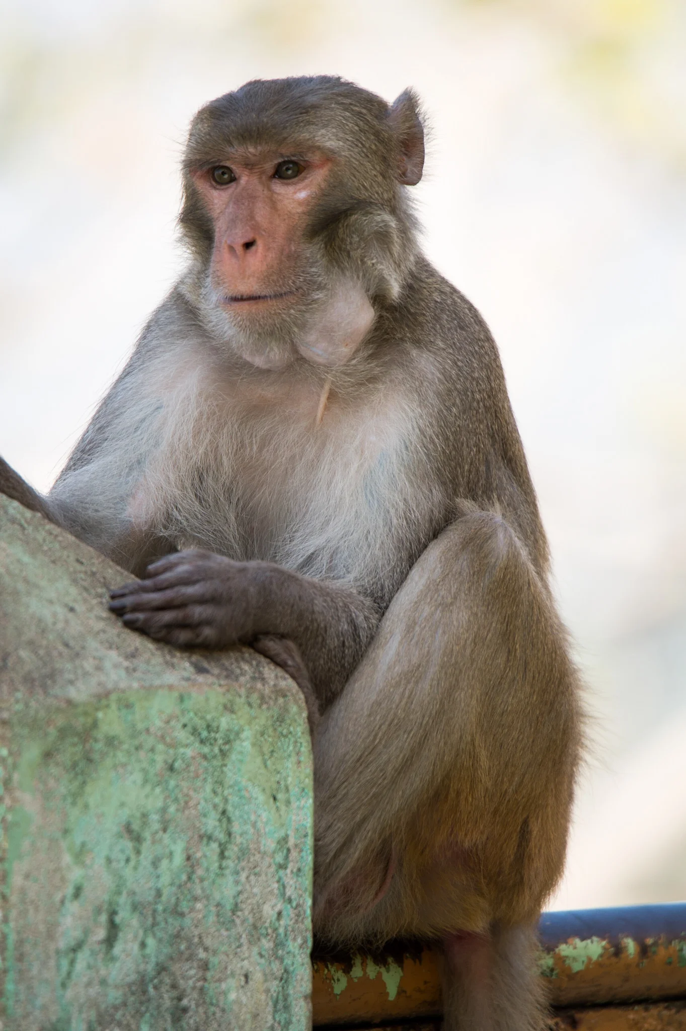 Grand. Master. Monkey.