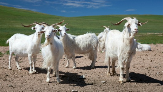 cg-inner-mongolia-cashmere-goats.jpg