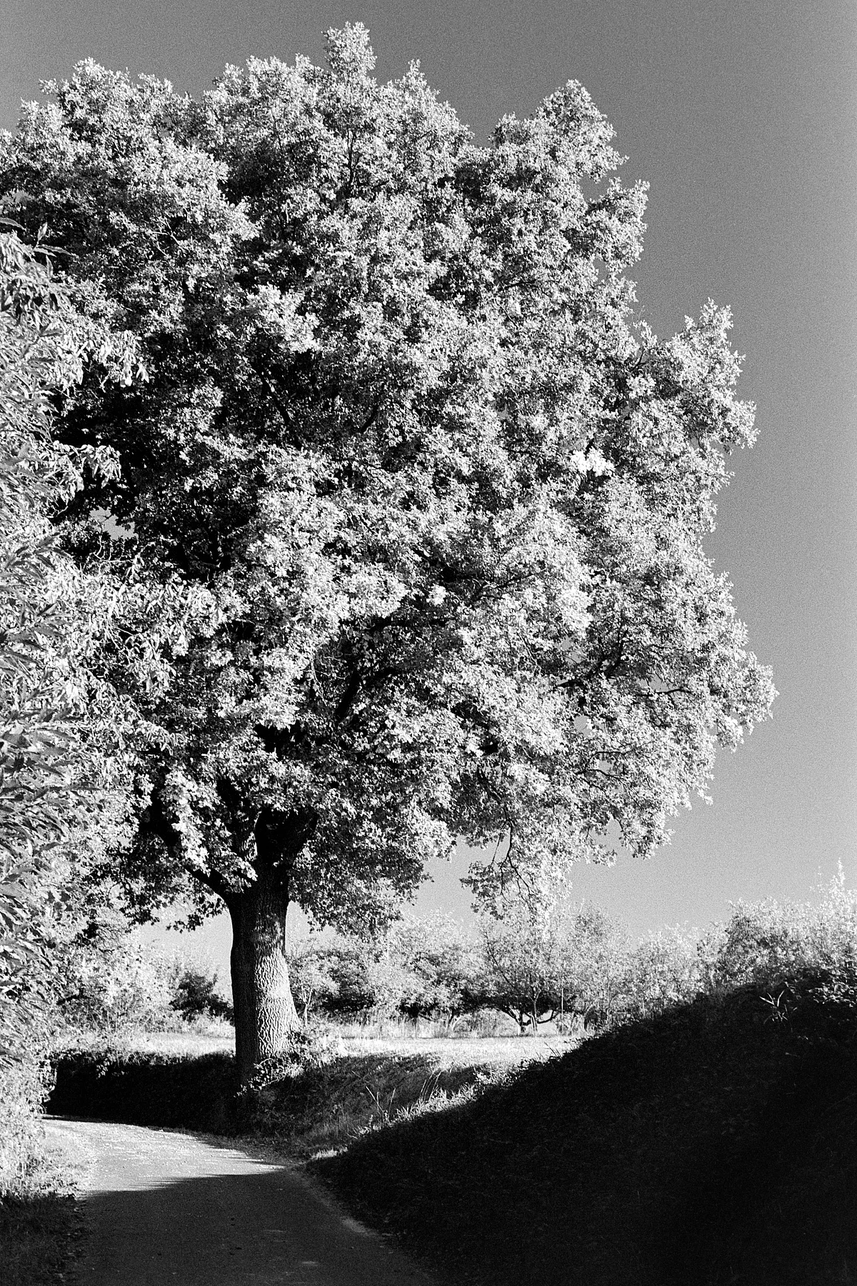 2018-10-19-2023-tree cinestill bwxx.jpg