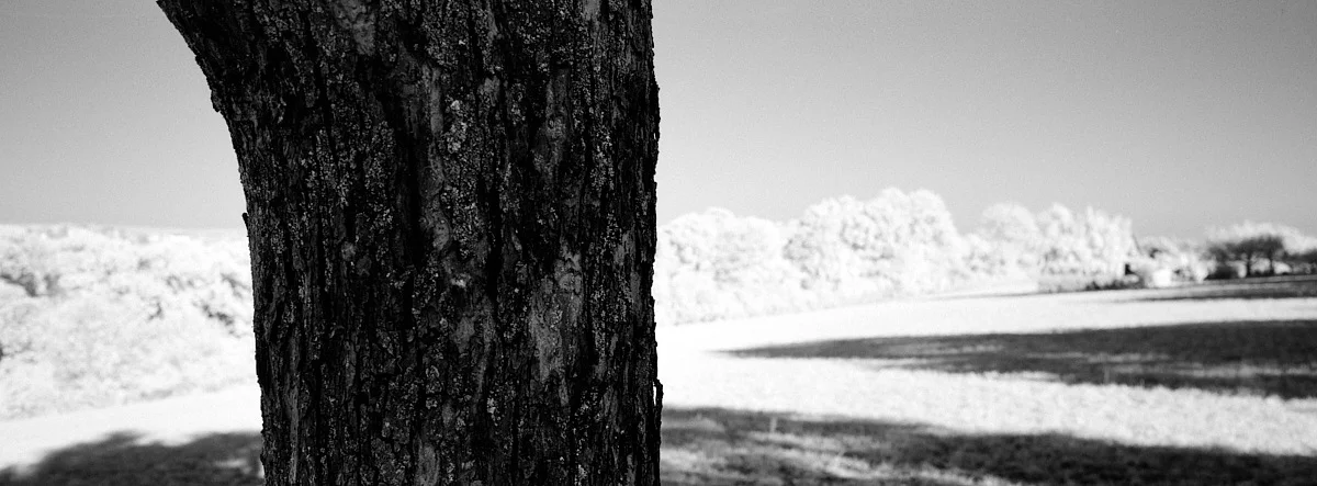 2018-10-21-2025-treeline streetpan infrared.jpg