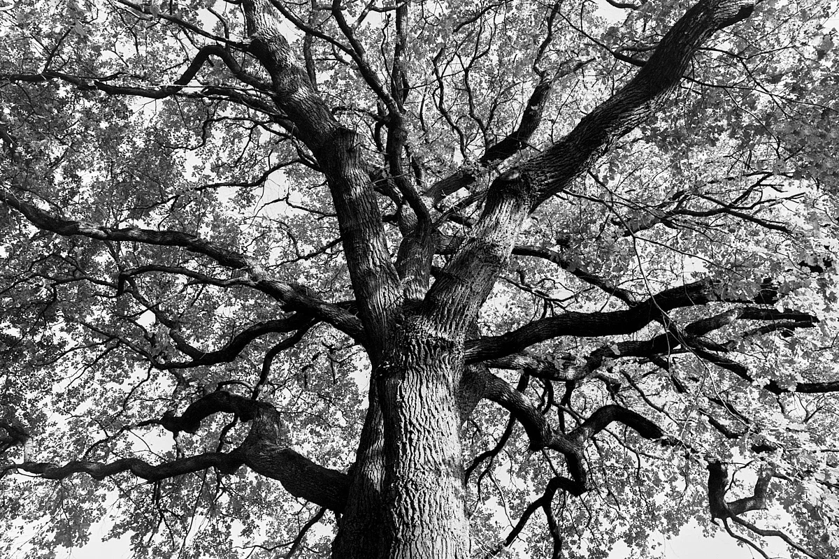 2018-10-29-2144-kronberg tree.jpg