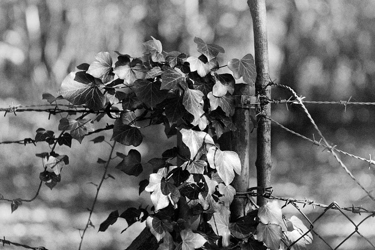 2018-11-19-2167-ivy trumps barbed wire.jpg