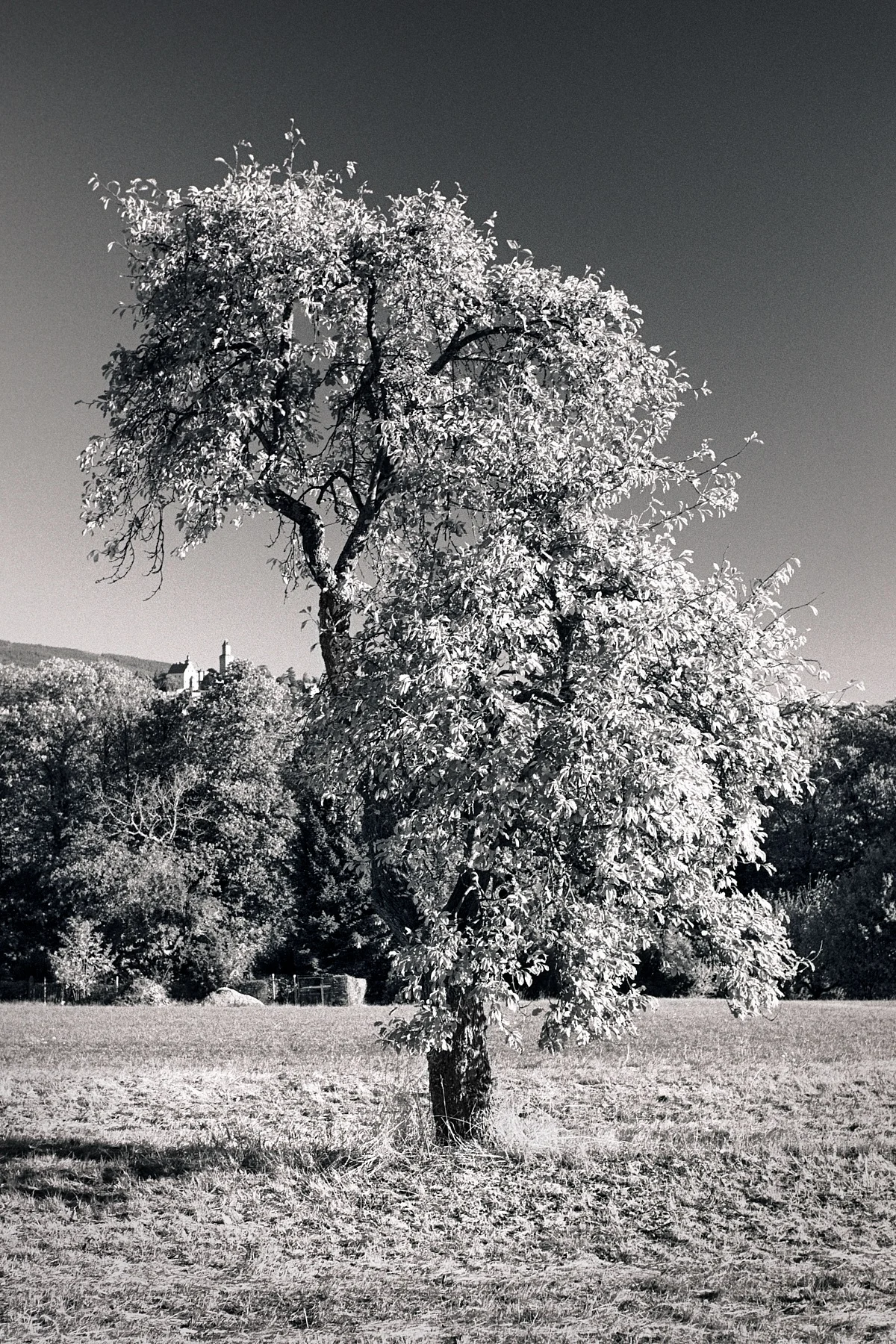 2018-11-24-2169-tree with castle.jpg