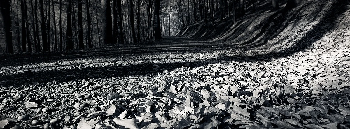 2018-11-25-2172-xpan streetpan woods.jpg