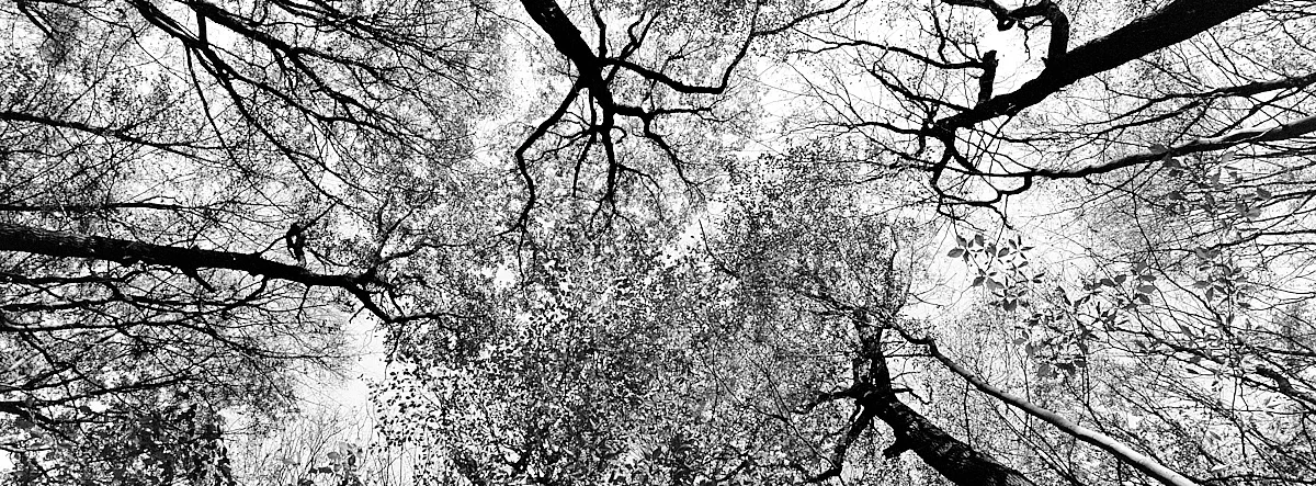 2018-11-26-2177-woods xpan.jpg