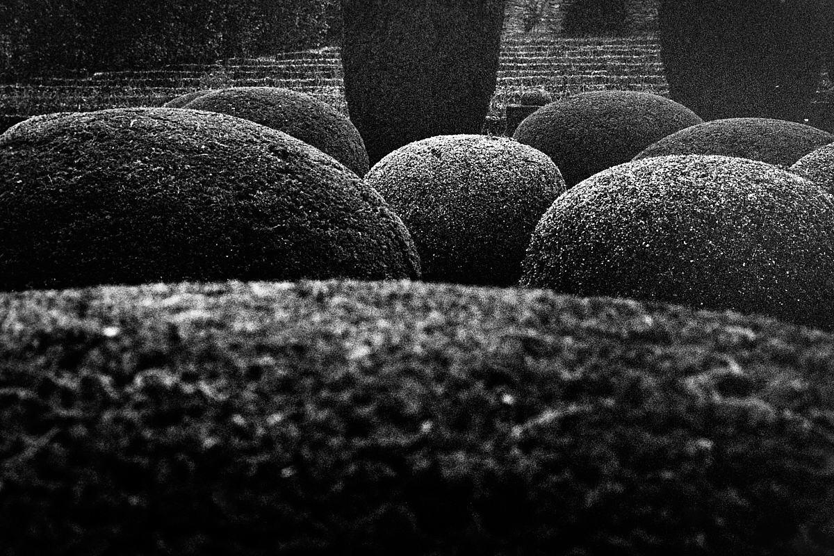 2018-12-11-2199-trix bushes.jpg