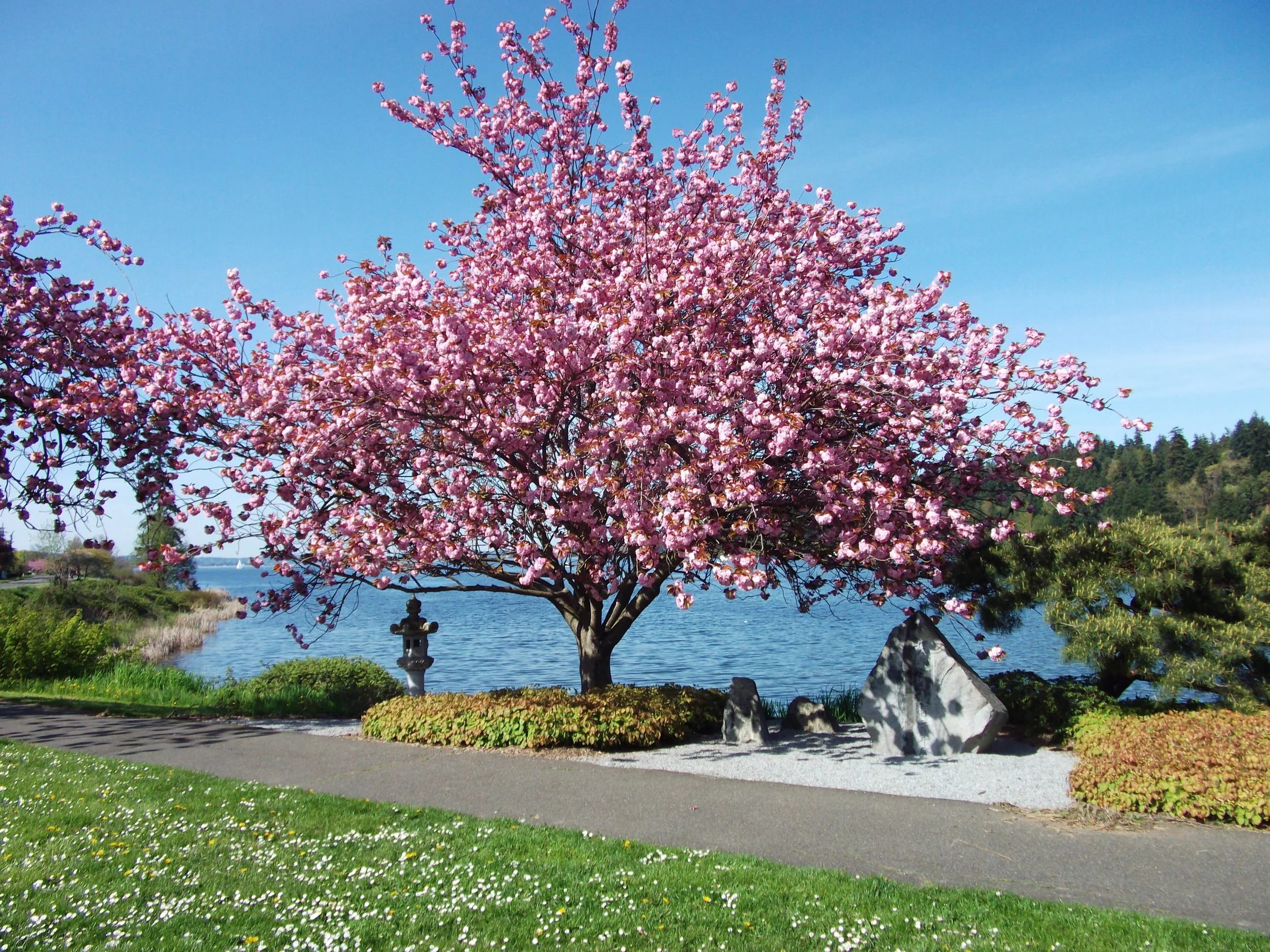 Cherry tree in full bloom in Seward Park. Photo: Nirvananow / Wikimedia
