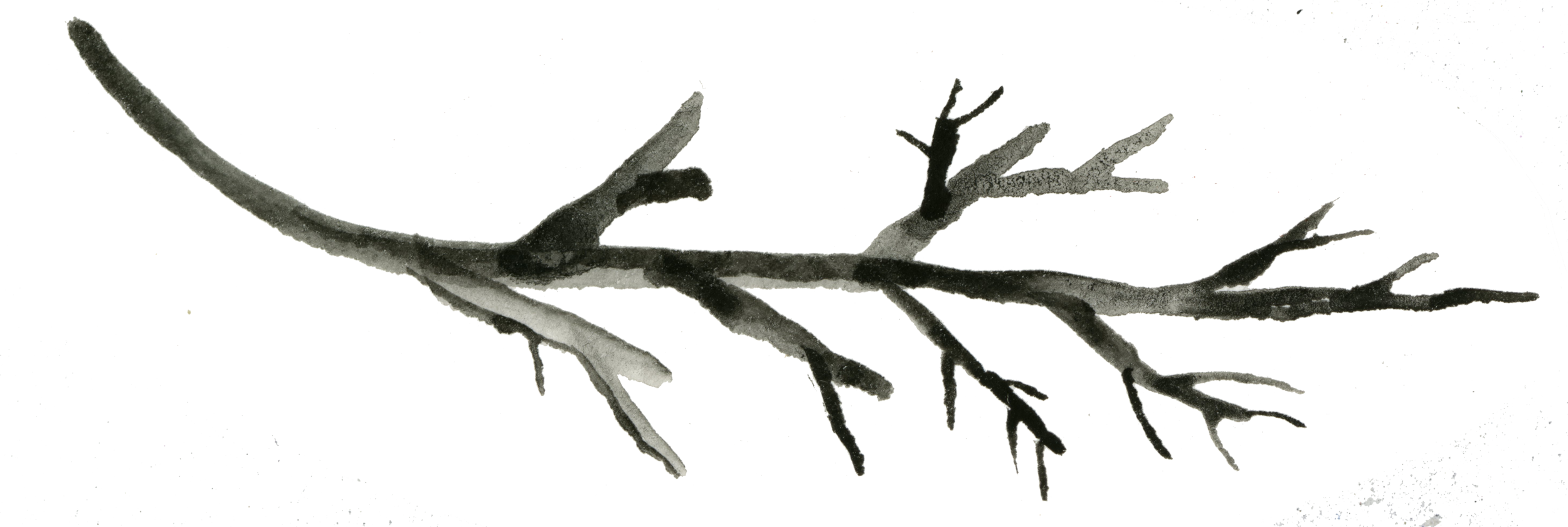 watercolor black branch.png