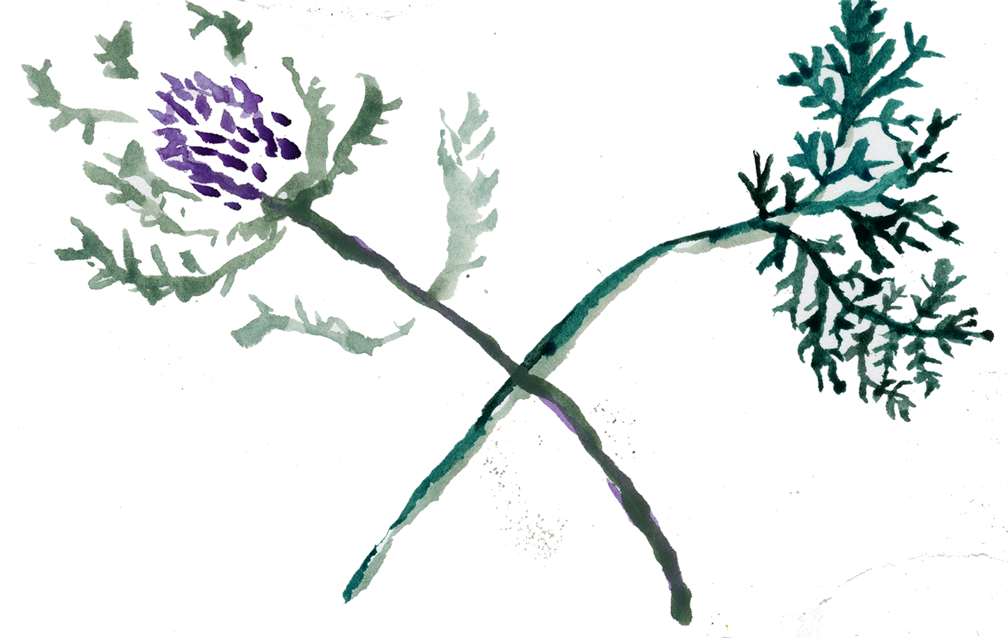 thistle paint2.png