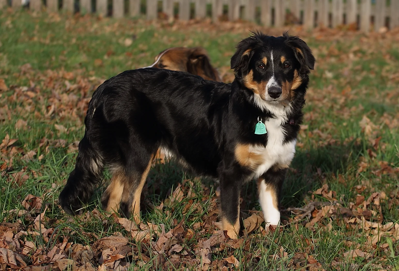 Maisy.jpg