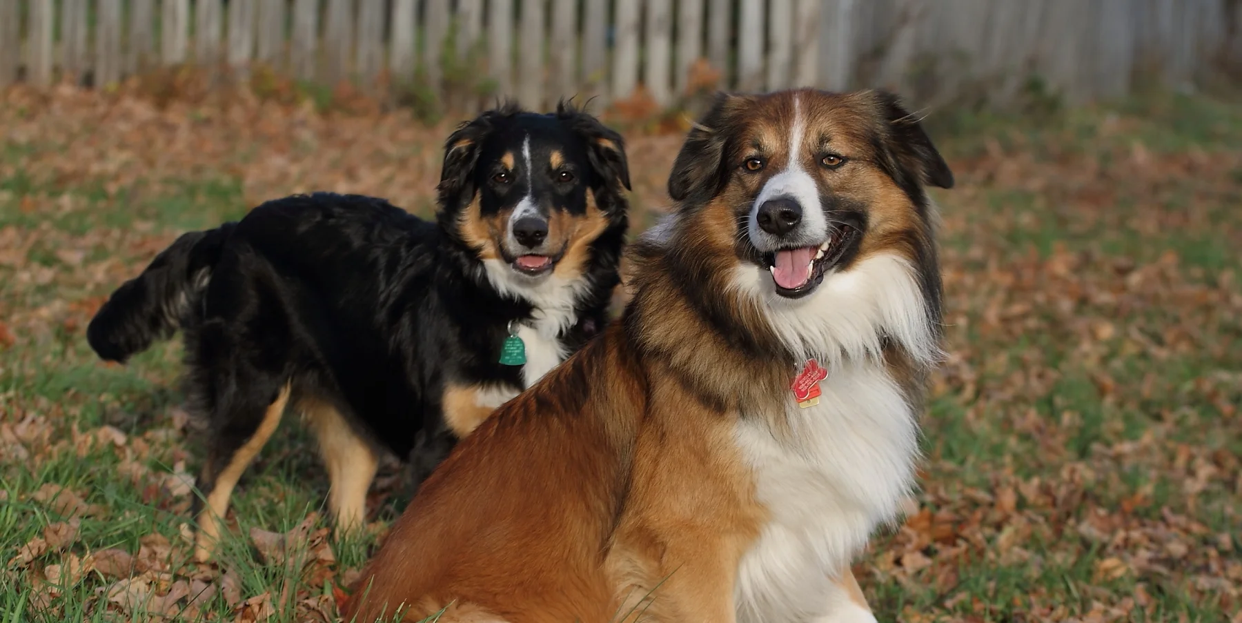 english shepherd puppies