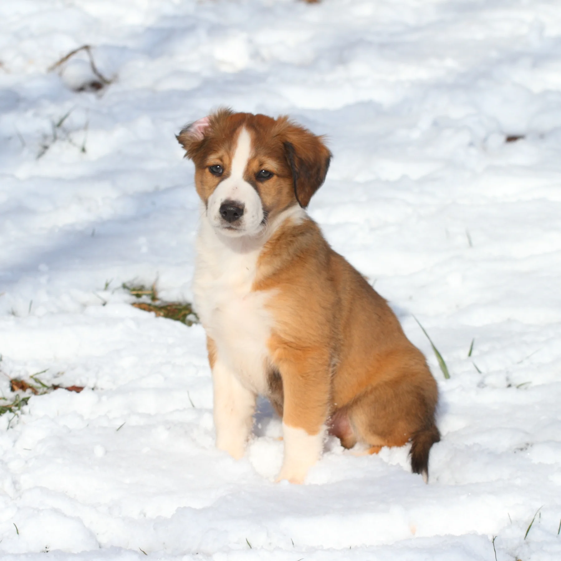 sable english shepherd