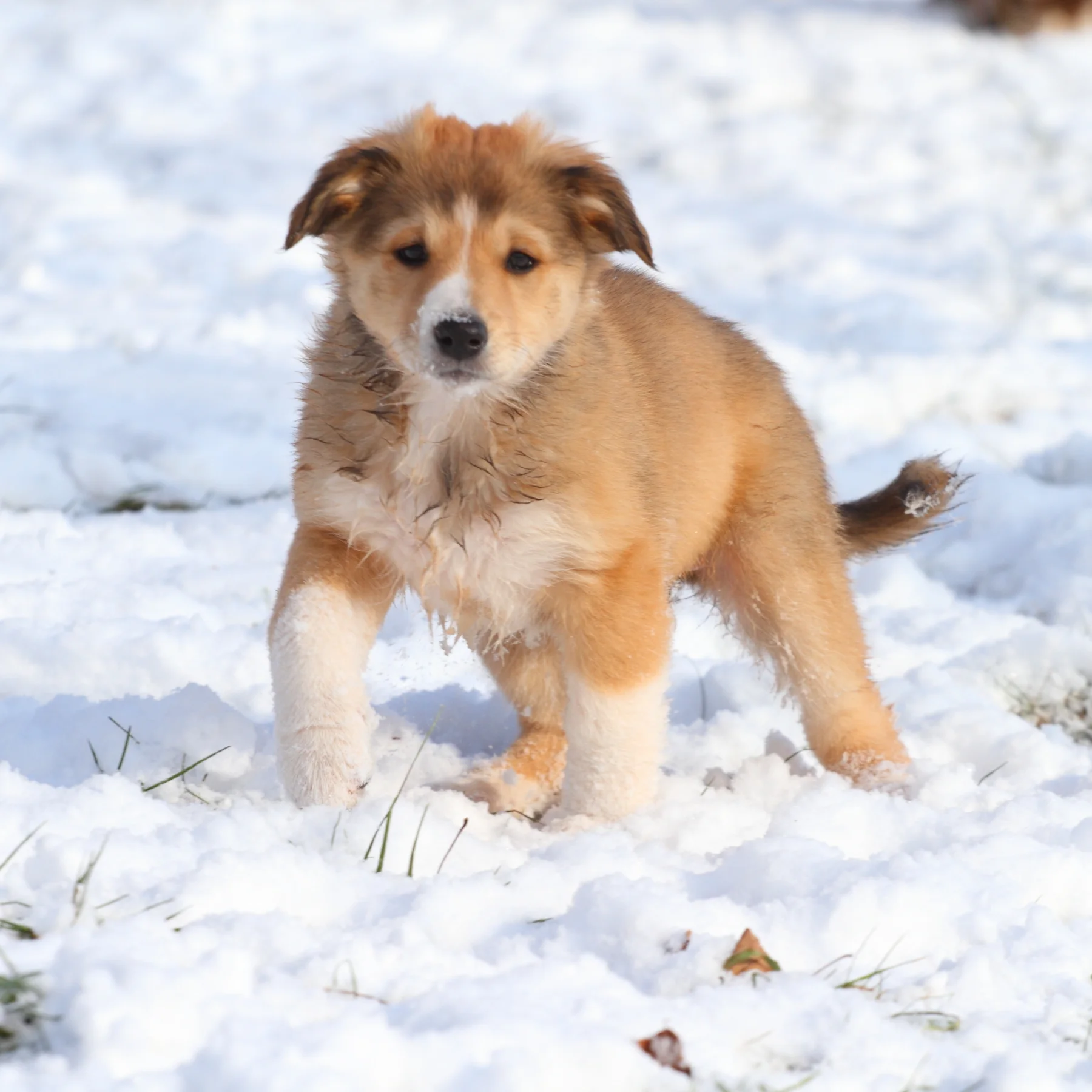 Copy of Home Boreland English Shepherds