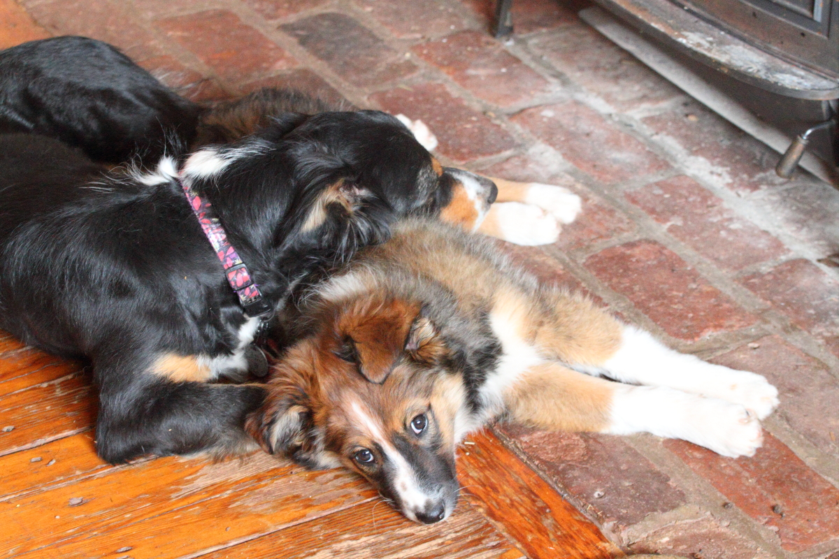Maisie and Nymeria in front of the wood stove.JPG