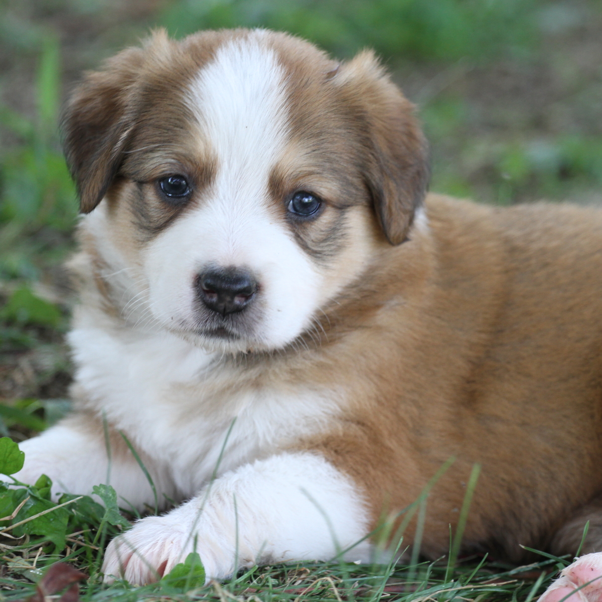 old english shepherd puppy