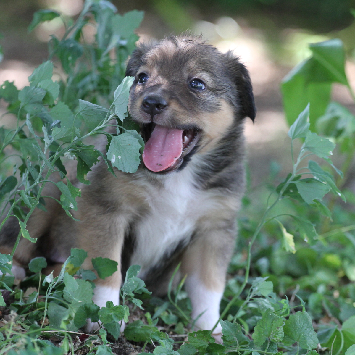 Masie_Puppies12.JPG