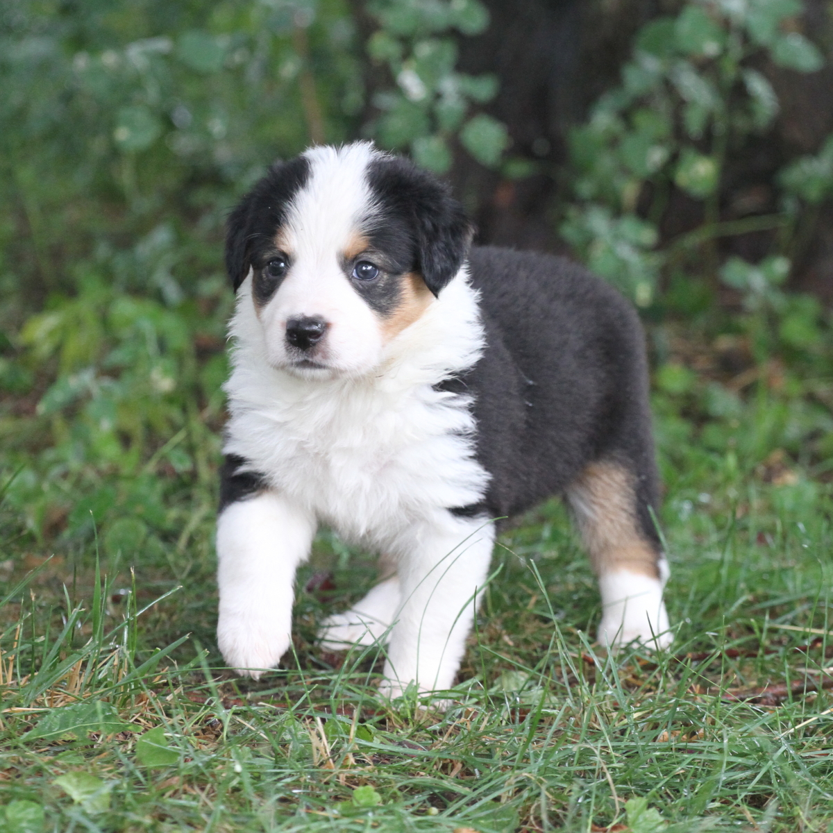 Masie_Puppies36.JPG