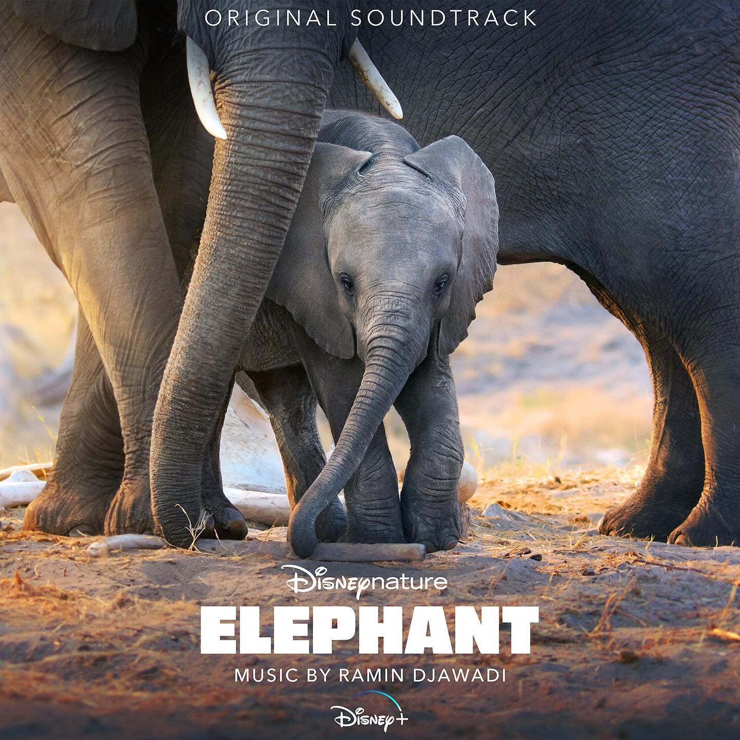 Loved writing the music to the new @disneynature Elephant movie. 
Streaming now on @disneyplus.
Listen to the @disneymusic soundtrack now. Link in bio.