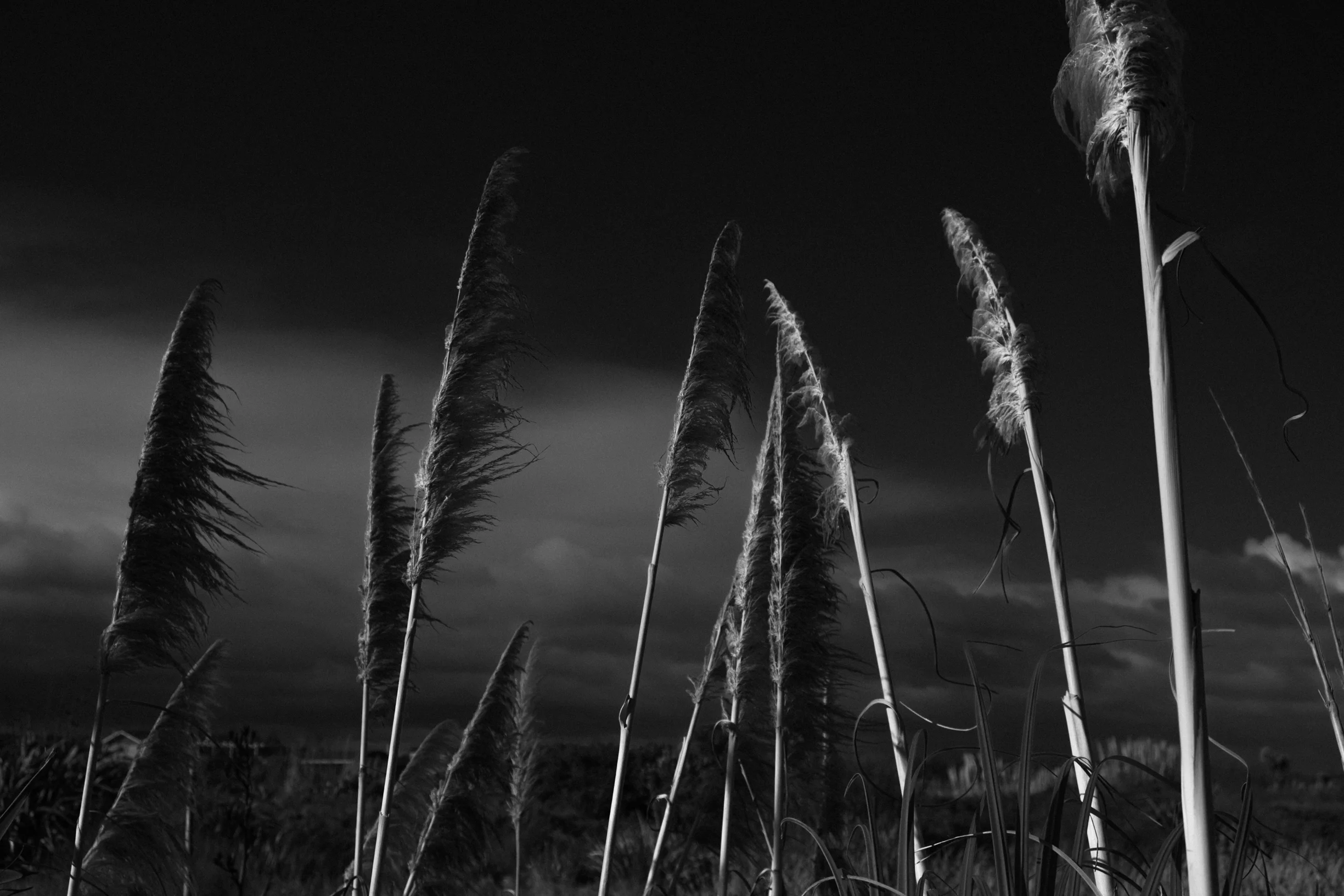_DSF0870.jpg