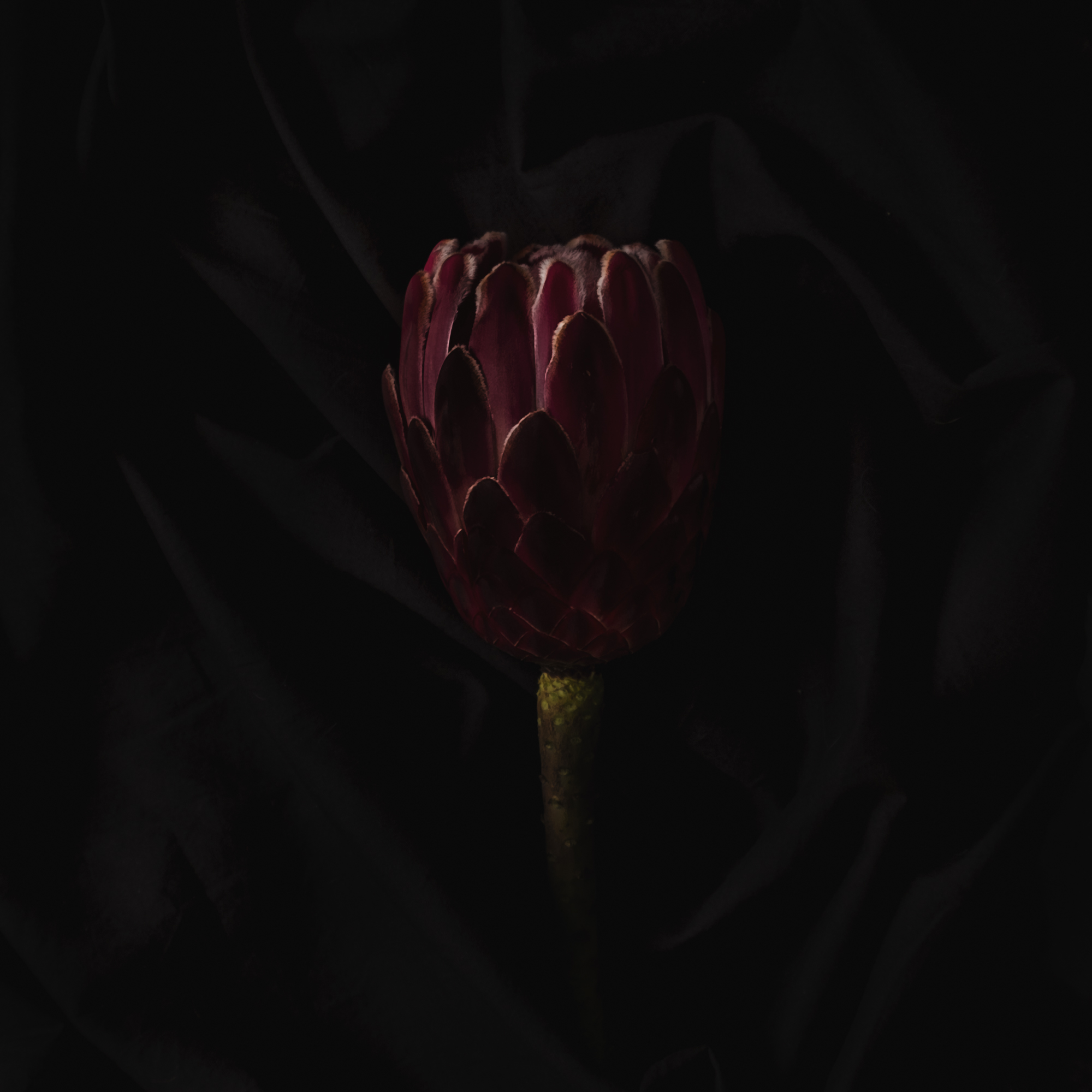 Protea - Change & Hope