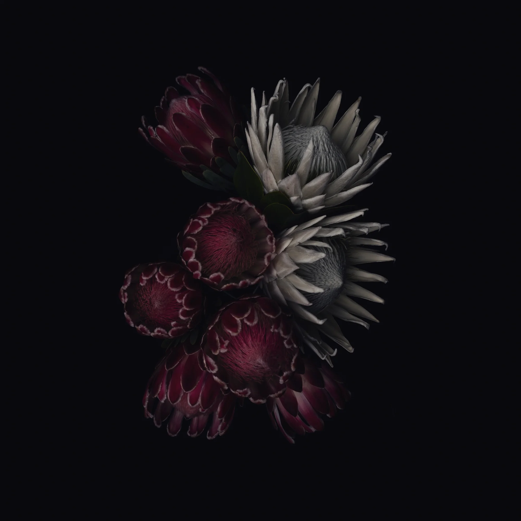 Protea - Change & Hope