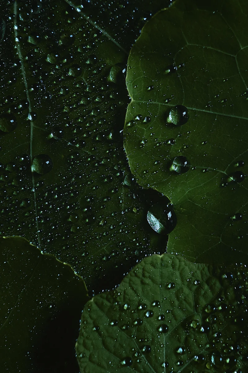 _DSF0036.jpg