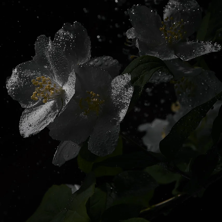 _DSF0057.jpg