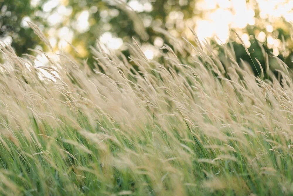 Lions Conservancy Park Engagement Session | Fargo Wedding Photographer