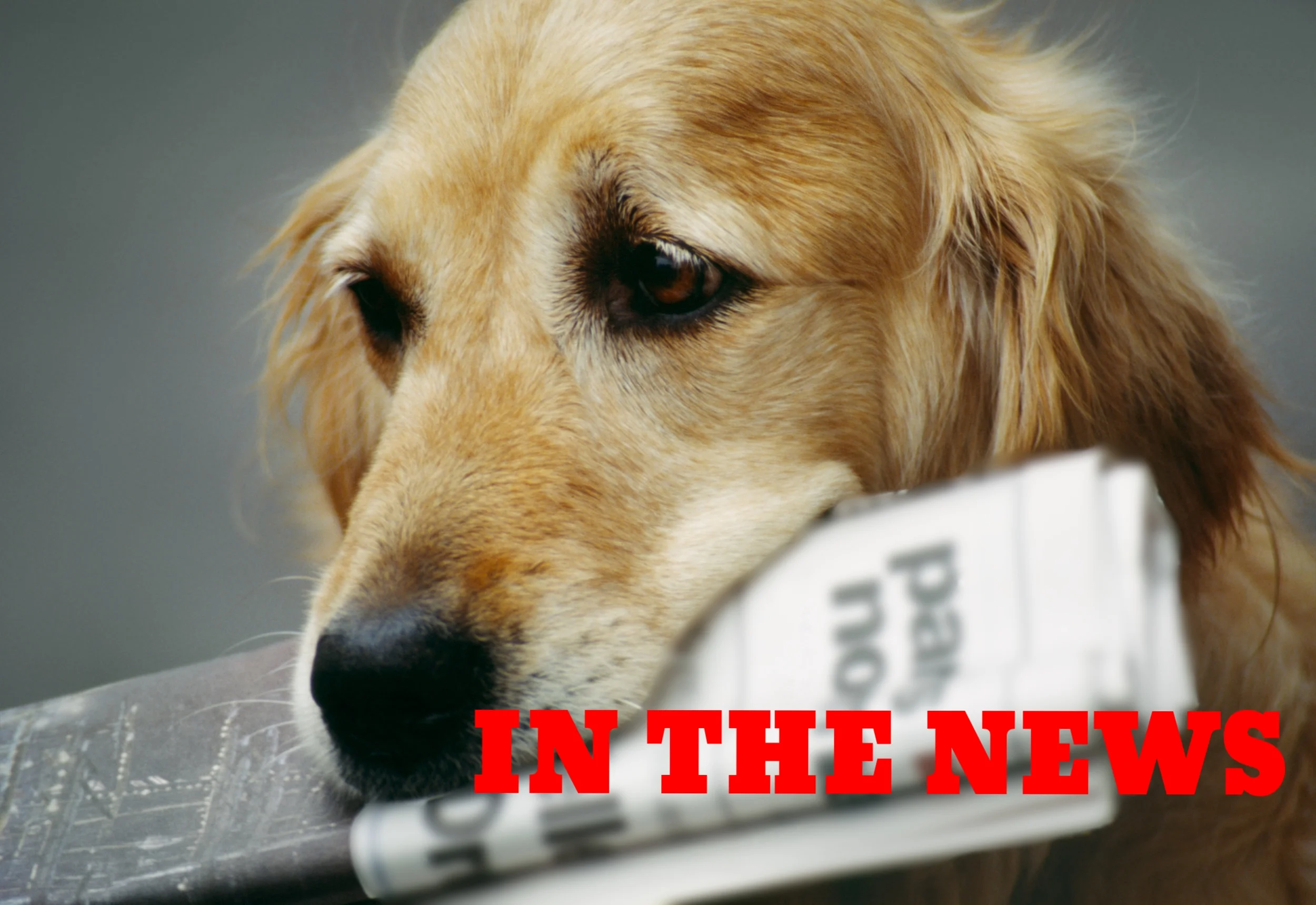 Pawsitive-Love-News