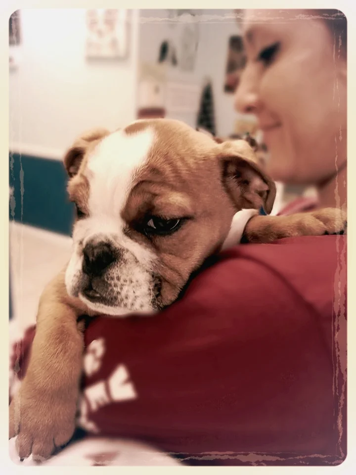 volunteer-pawsitive-love.jpg