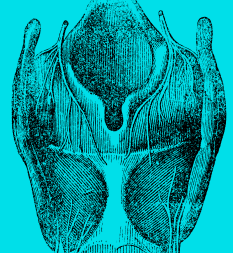 thyroid.png