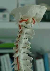 cervical-211x300.jpg