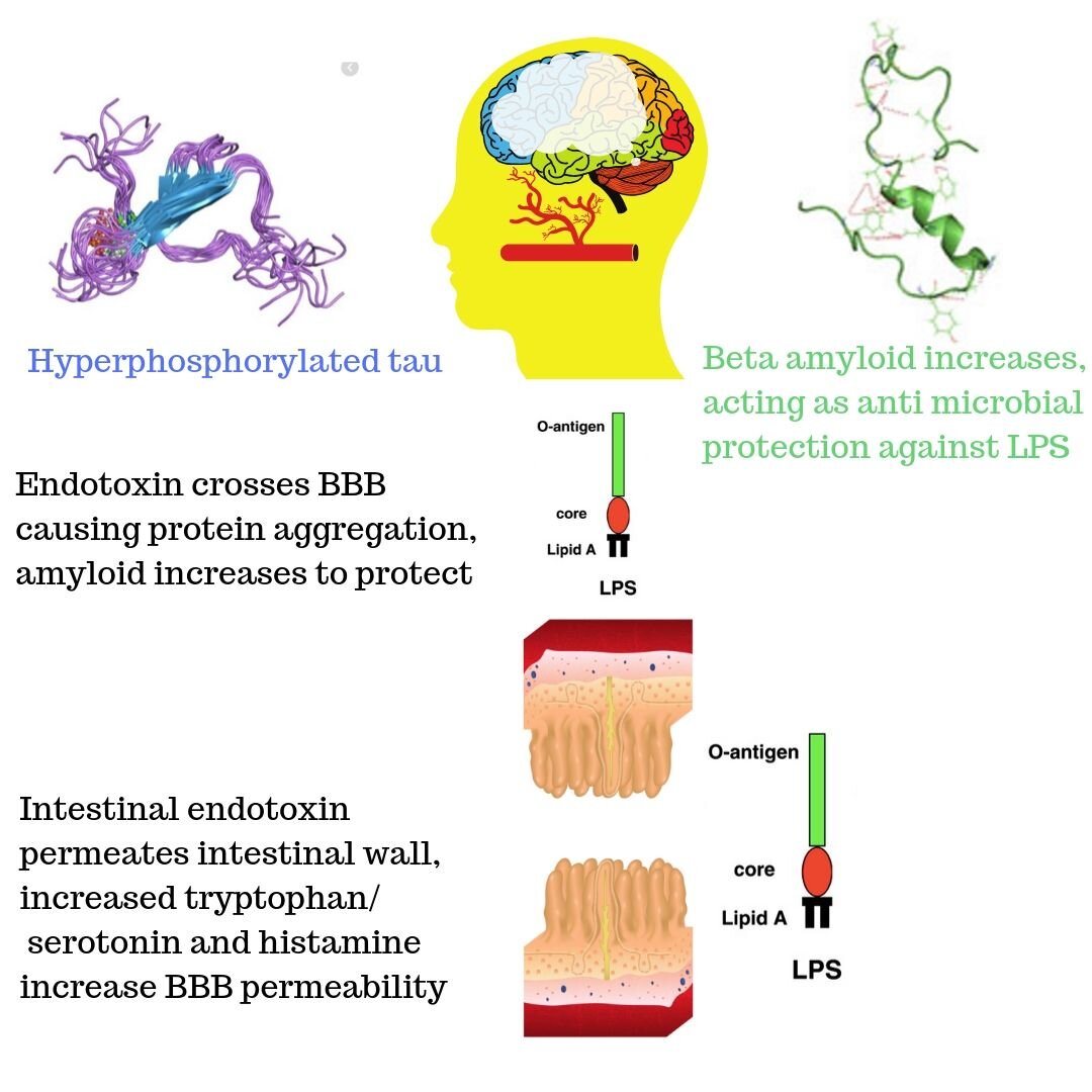 Hyperphosphorylated tau.jpg