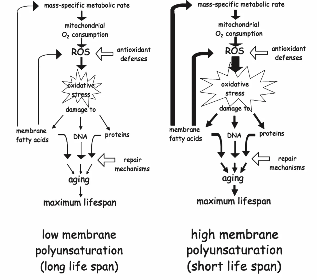 халберт membrane.jpg