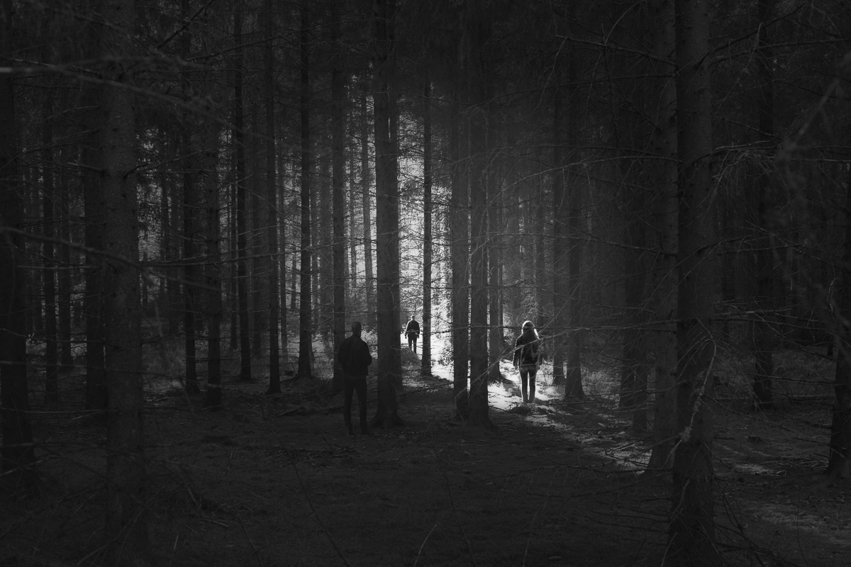 2017 / Woodlands Various sizes / archival pigment print
