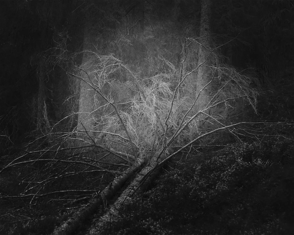 2015 / Cruel nature various sizes / archival pigment print