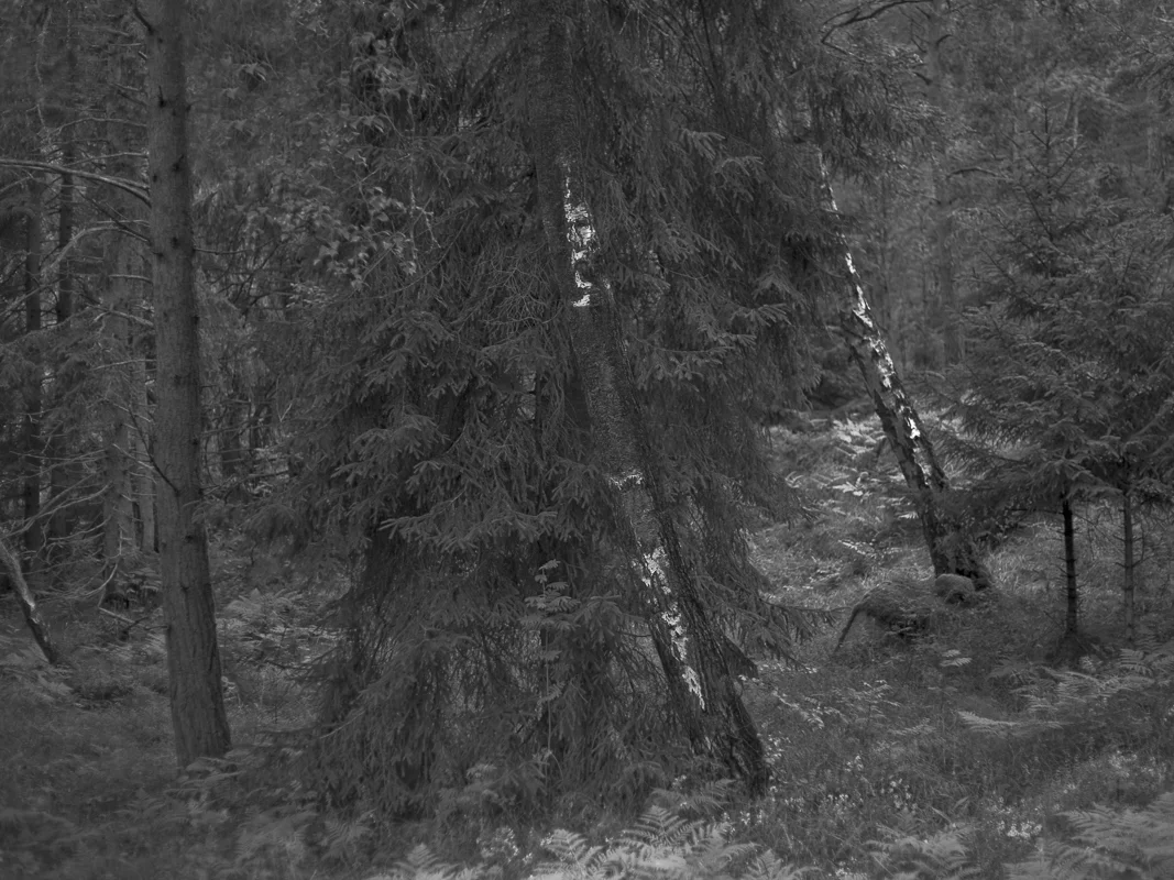 2015 / CRUEL NATURE (IV) various sizes / archival pigment print