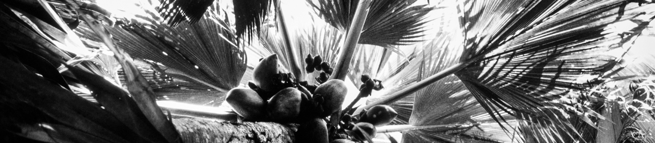 _BW_Coconuts.jpg