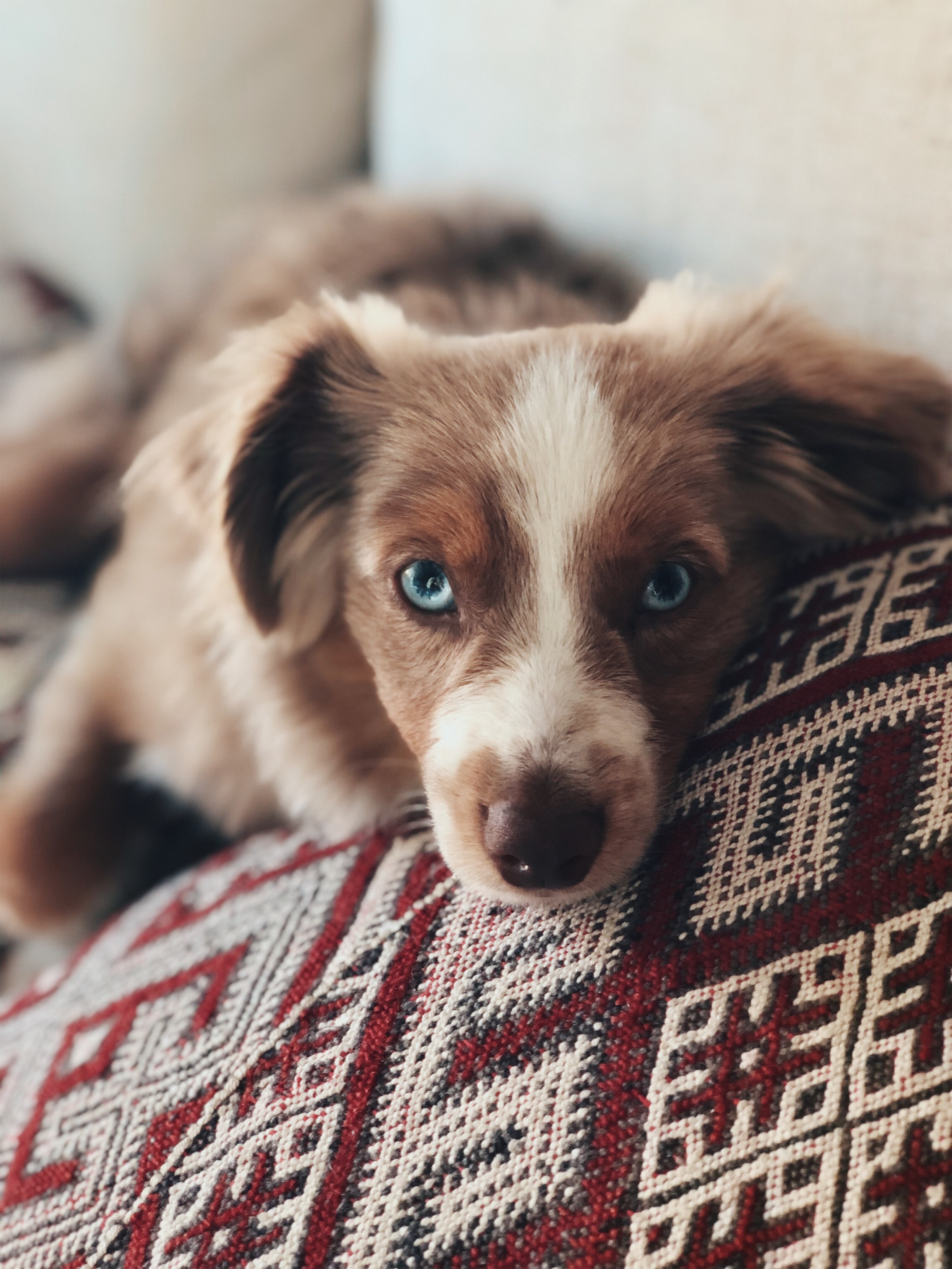 TRAVELING WITH A DOG