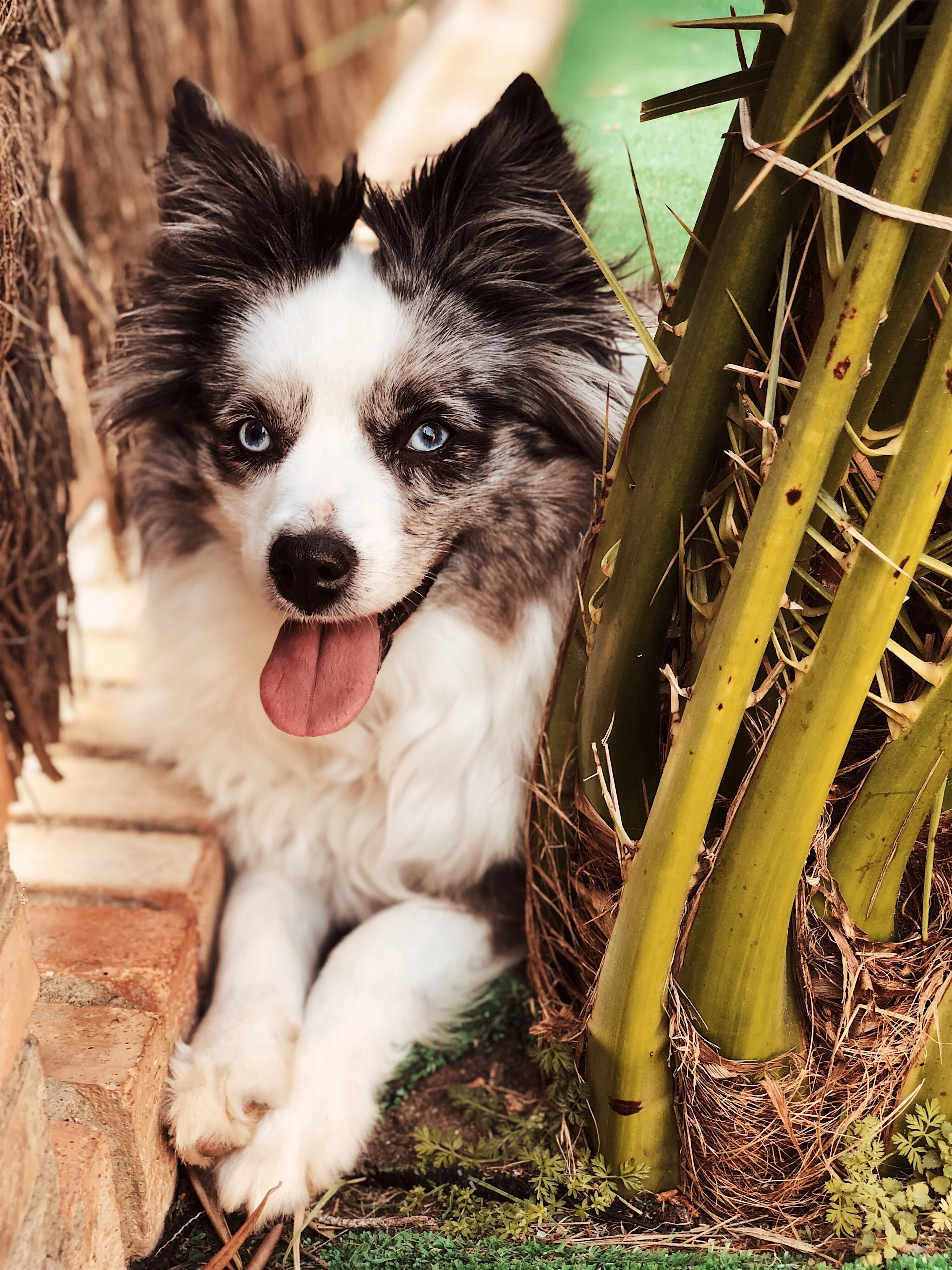 This is Coco, my blue merle toy Aussie shepherd. She now lives in Spain with my mom.