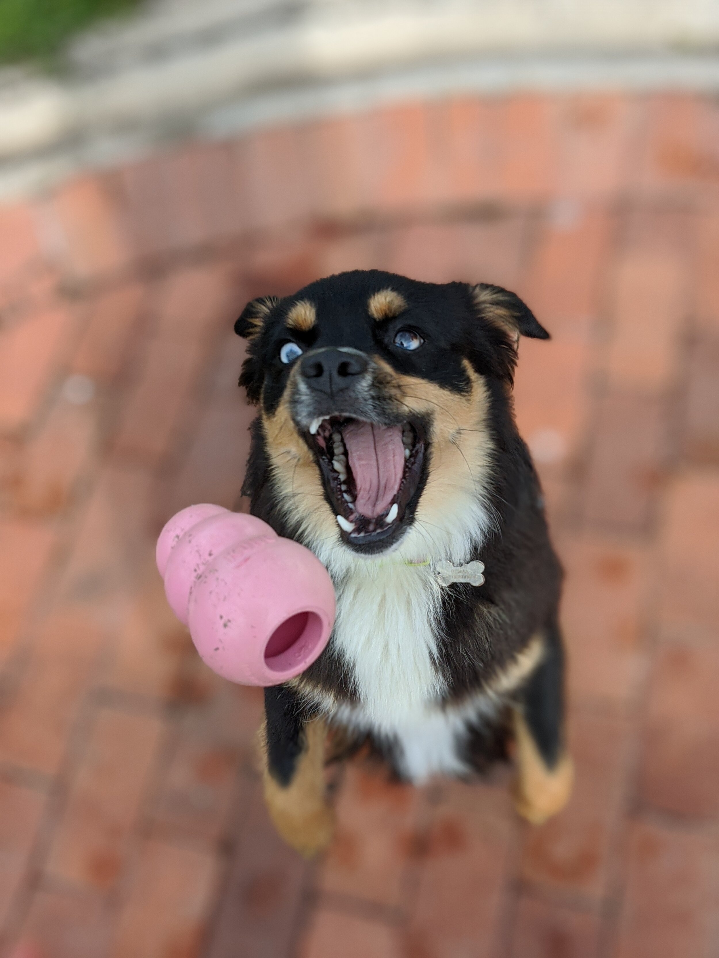 ONLINE SHOPPING FOR PET NEEDS