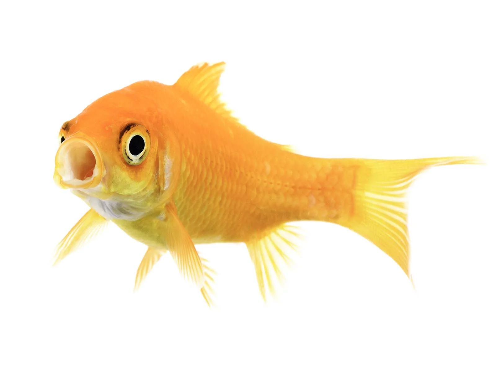 FitzSimmons_5_Goldfish.jpg