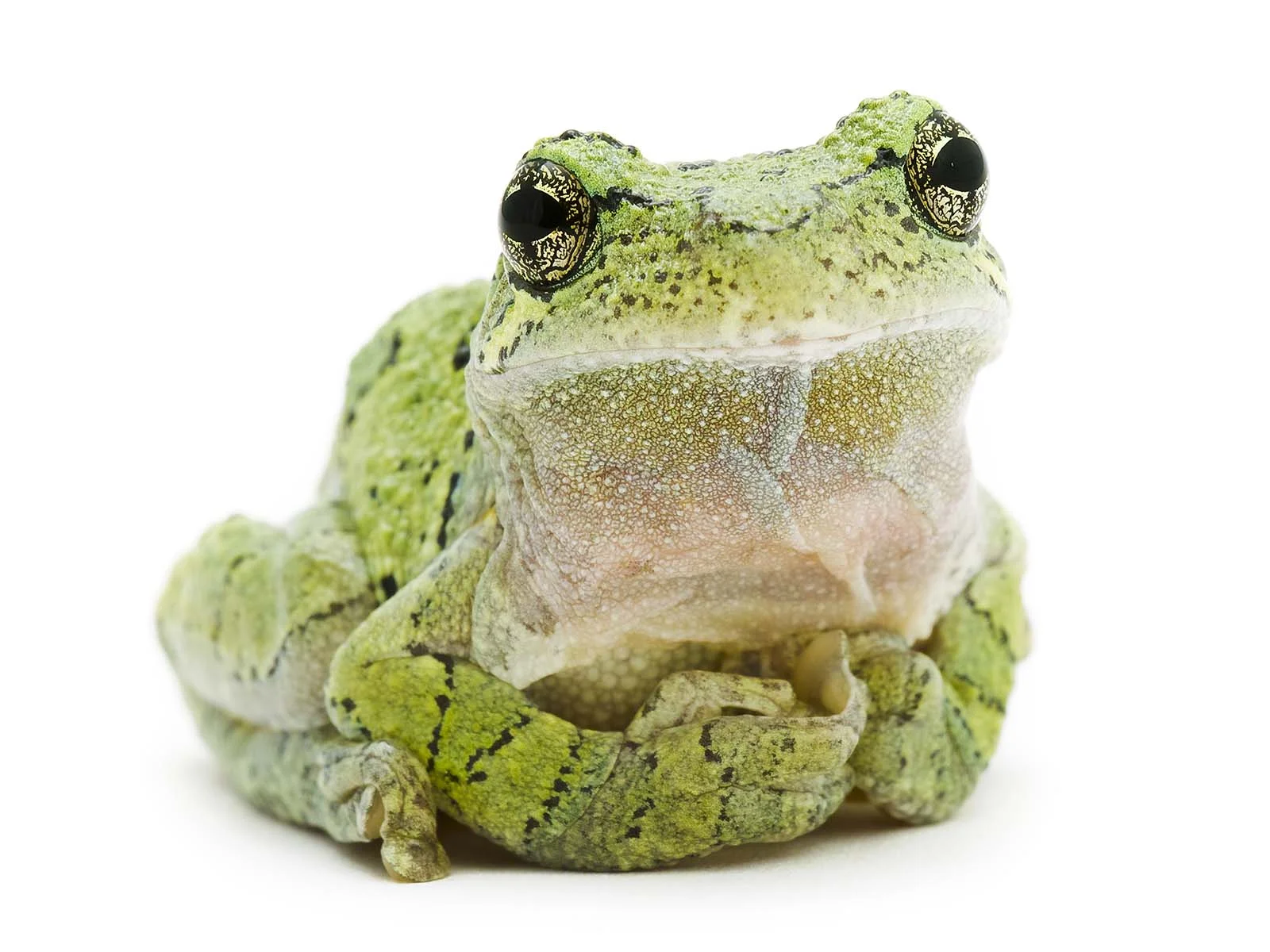 FitzSimmons_1_Gray_Treefrog.jpg