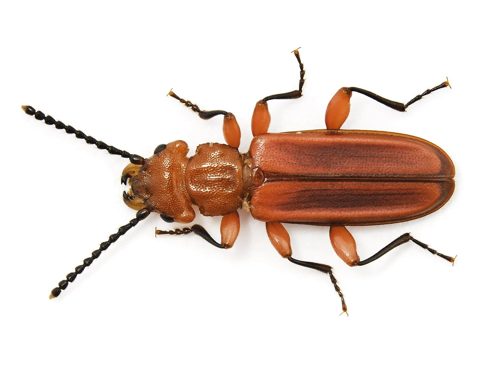 FitzSimmons_2_Red_Flat_Bark_Beetle.jpg